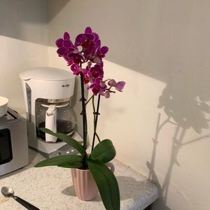 Meet your Posher, Sheila